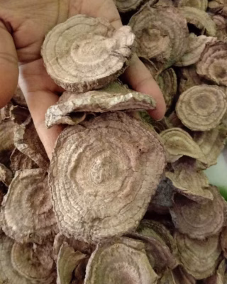 Doro Upas atau Bidara Upas Kering