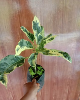 Bibit tanaman bunga puring susu