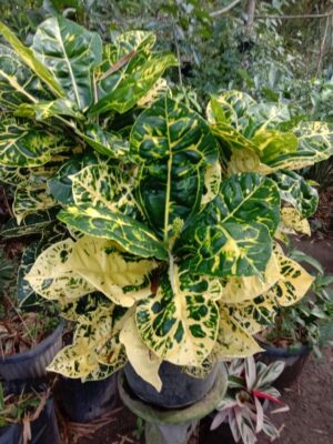 Tanaman bunga puring kura Kuning