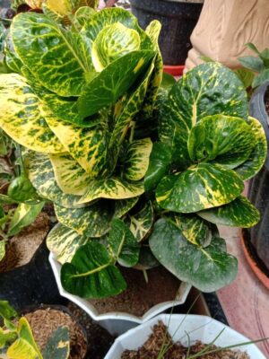 Tanaman Bunga Puring Sritanjung