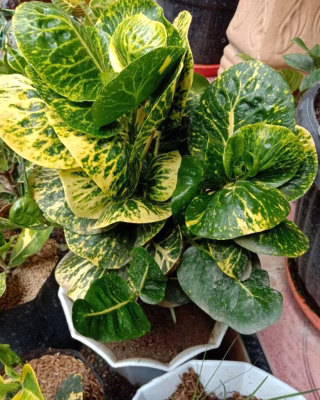 Tanaman Bunga Puring Sritanjung