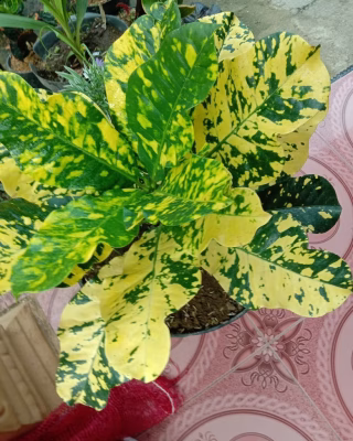 Bibit Tanaman bunga puring oscar kuning