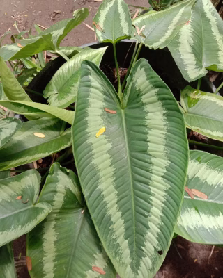 Tanaman Bunga Schismatoglottis