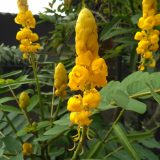 Read more about the article Manfaat tanaman ketepeng cina untuk kesehatan