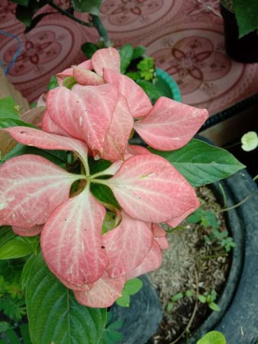 tanaman bunga  Nusa  Indah  warna merah muda TOKO ANGET MAS