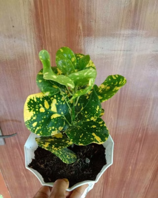 Tanaman bunga puring Apel Kemuning