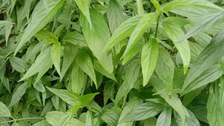 Daun belalai gajah segar