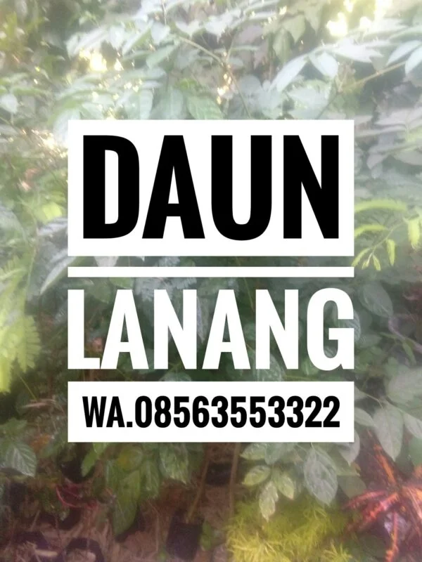 Daun Lanang segar untuk ecoprint