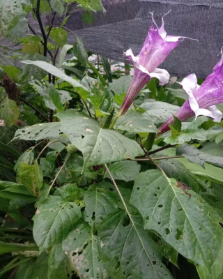 Bibit Tanaman  Kecubung Ungu