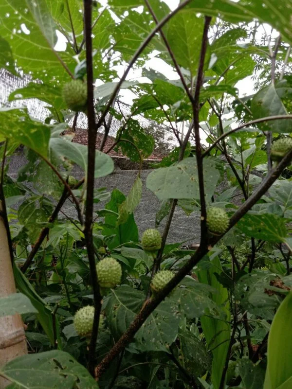 Buah Kecubung Ungu