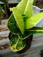 Jual bibit tanaman bunga puring apel bangkok