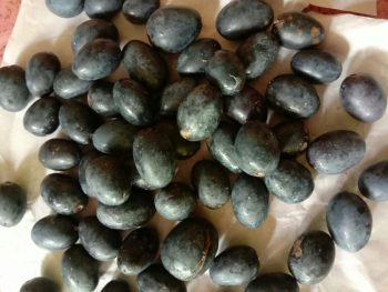 Jual biji buah Pronojiwo