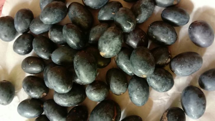 Jual biji buah Pronojiwo