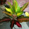 Jual bibit tanaman bunga puring pink miredian