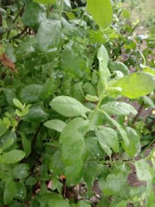 Jual daun beluntas dan jual bibit tanaman Daun beluntas