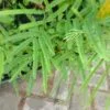 Jual bibit tanaman kedawung