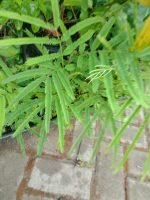 Jual bibit tanaman kedawung