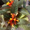 Tanaman Hias Alloplectus/bunga karniem