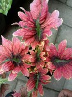 Jual bibit tanaman bunga iler