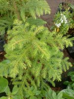 Jual bibit tanaman bunga Cemara Norfolk