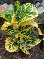 Tumbuhan bunga puring apel bangkok