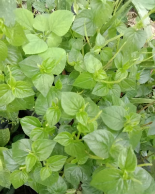 Tanaman daun suruhan