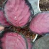 Jual tanaman hias calathea crimson