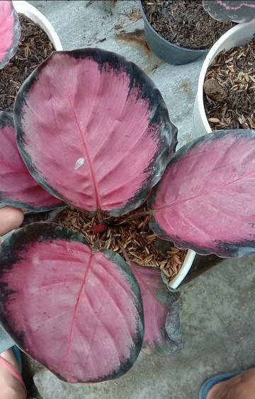 Jual tanaman hias calathea crimson