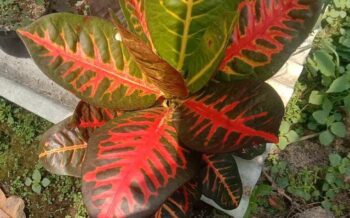 tanaman bunga puring hybrid