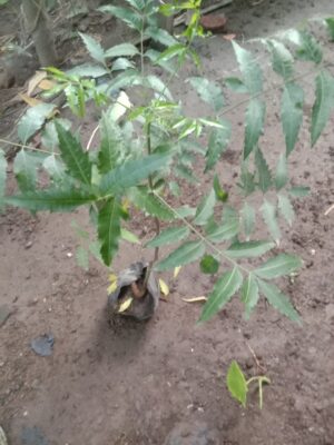 Tanaman daun mimba