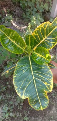 Bibit tanaman bunga puring hybrid