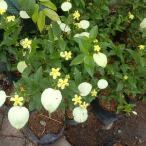 Tanaman bunga Yellow Dwarf Mussaenda