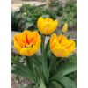 Tanaman bunga tulip warna kuning - Gambar 2