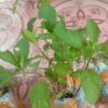 Tanaman daun mint strong - Gambar 3