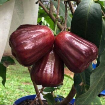 Tanaman buah jambu air black diamond