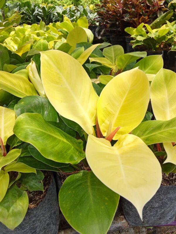 Tanaman bunga philodendron Monlight