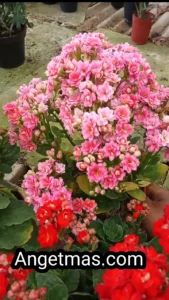 Tanaman bunga calandiva 