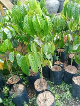 Tanaman buah duku longkong 1 m