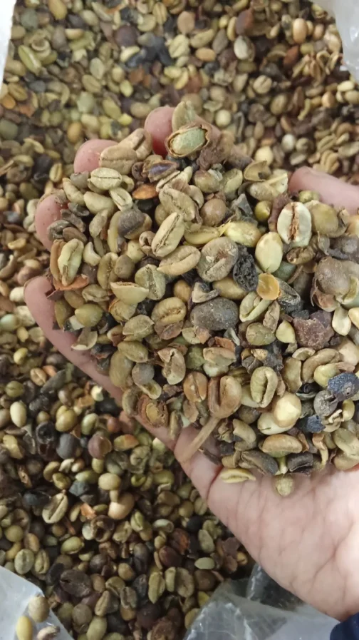 Biji kopi sirsah