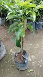 Tanaman buah alpukat pinkerton