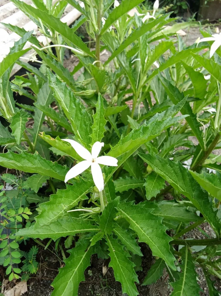 Tanaman kitolot