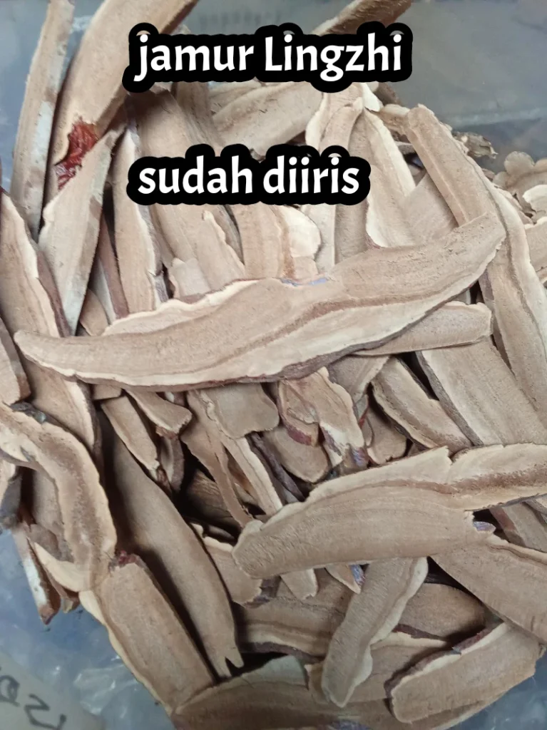 Jamur Lingzhi