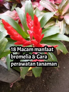 Manfaat tanaman bunga bromelia Manfaat tanaman bunga bromelia