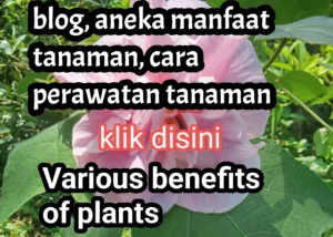 Aneka jenis tanaman obat dan manfaatnya