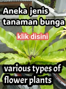 Aneka jenis tanaman bunga