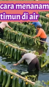 Cara menanam timun di air