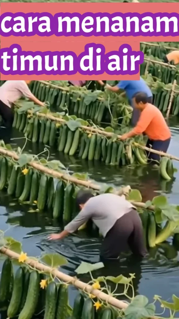 Cara menanam timun di air