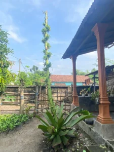 Tanaman bunga agave
