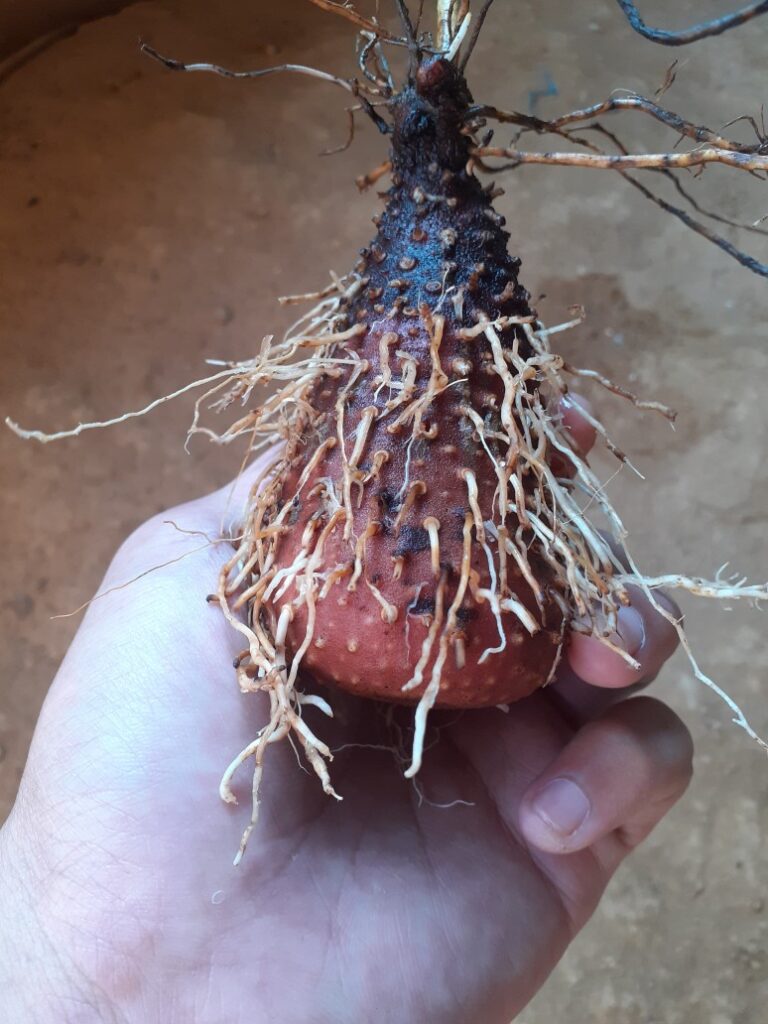 Umbi gadung