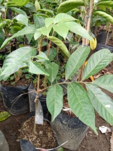 Bibit buah duku tanpa biji 